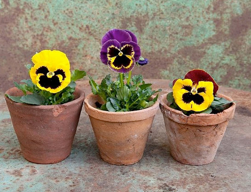 Flowers